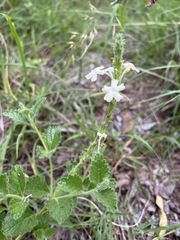 Chascanum hederaceum