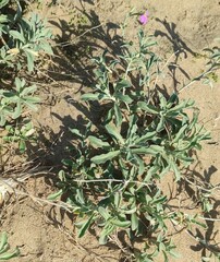 Malcolmia littorea