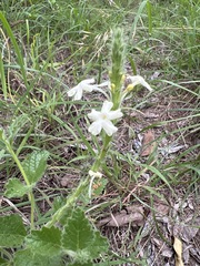 Chascanum hederaceum