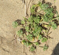 Daucus pumilus