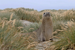 Mirounga leonina