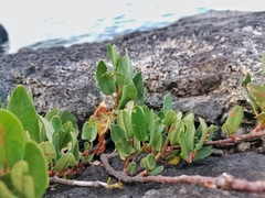 Muehlenbeckia hastulata