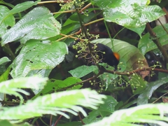 Tachyphonus delatrii