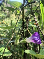 Ipomoea meyeri