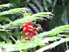 Tachyphonus delatrii