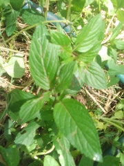 Mentha × piperita