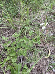Chascanum hederaceum
