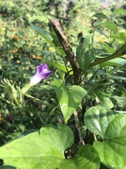 Ipomoea meyeri