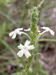 Chascanum hederaceum