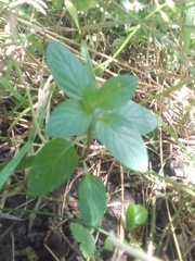 Mentha × piperita