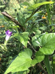 Ipomoea meyeri