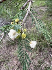 Vachellia gerrardii