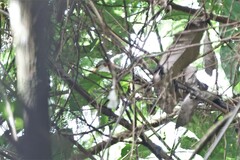 Pomatorhinus montanus