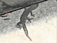 Afrogecko porphyreus