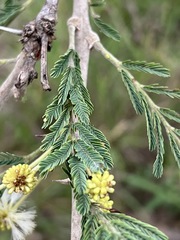 Vachellia gerrardii