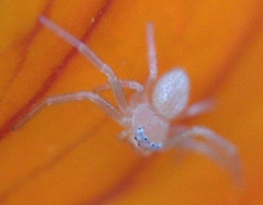 Misumessus