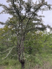 Vachellia gerrardii
