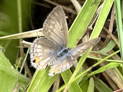 Euchrysops malathana