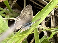 Euchrysops malathana