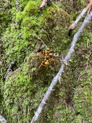 Sphictostethus gravesii