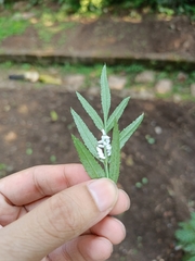 Pterygota