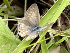 Euchrysops malathana