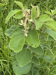 Pseudarthria hookeri