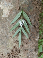 Pterygota