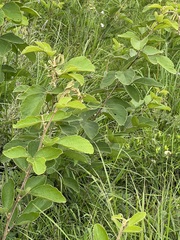 Pseudarthria hookeri