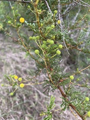 Vachellia swazica