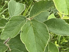 Pseudarthria hookeri