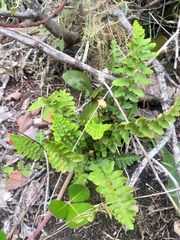 Asplenium cordatum