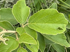 Pseudarthria hookeri