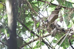 Pomatorhinus montanus