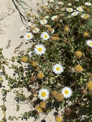 Aphanostephus skirrhobasis