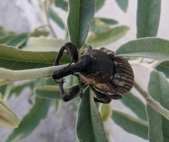 Heilipodus argentinicus