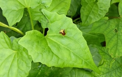 Aspidimorpha furcata