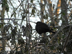 Turdus merula