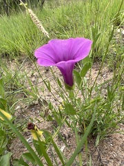 Ipomoea crassipes