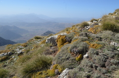 Arenaria