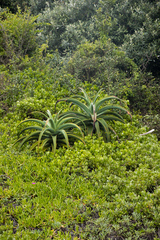 Aloe thraskii