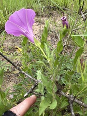 Ipomoea crassipes