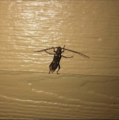 Eburia quadrigeminata