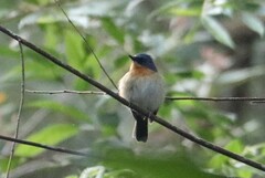 Cyornis sumatrensis