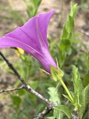 Ipomoea crassipes