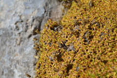 Arenaria