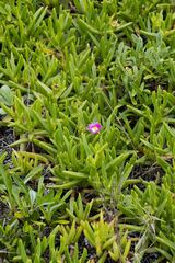 Carpobrotus dimidiatus