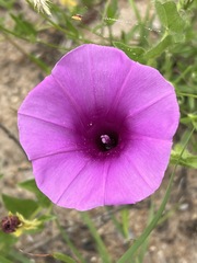 Ipomoea crassipes