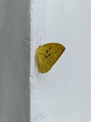 Catopsilia pomona