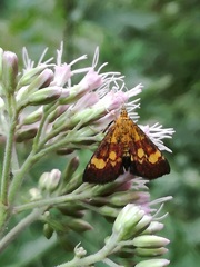 Pyrausta falcatalis